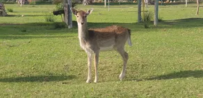Quinta Das Origens - Image 5