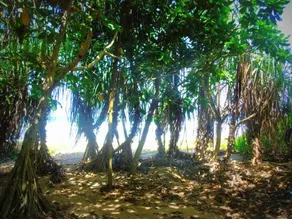 Talalla Coconut Hotel - Image 1