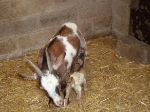 Un dodo dans la p'tite ferme - Image 3