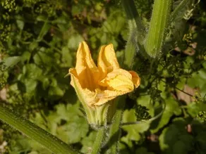La Ginestra - Image 3