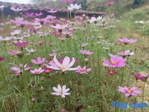 Guanshan · Zen Heart Mountain House - Image 4