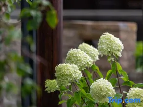 Xiyuan Homestay (Weishan Ancient City) - Image 2