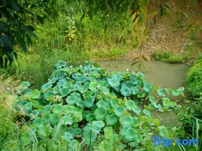 Tian Lu Mountain Ecological leisure farm - Image 4