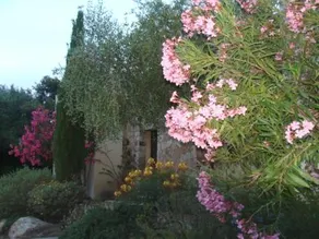 Le Bois De Caprascorsa - Image 2