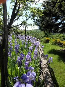 La Capannina - Image 2