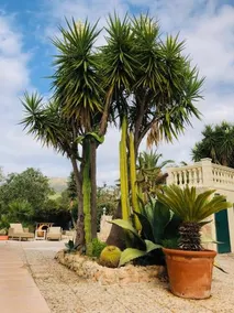 Finca Randa, Llucmayor, bis 3 SZ, Pool, Garten - Image 4