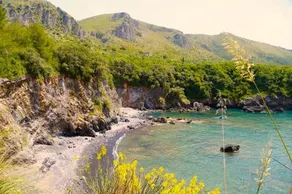 Illicini - Image 3