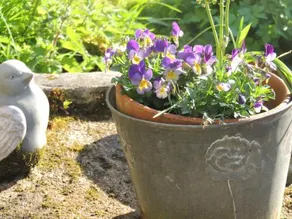 Aux Fleurs D'anemone - Image 2