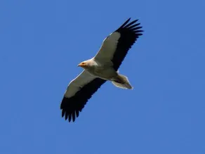 Rural Uson - Image 3