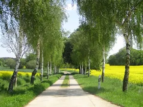 Kastanie - Image 4