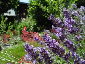 Bed And Breakfast  Brandholz - Image 4