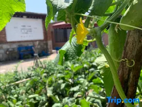 Luanxian XunXiang 1981 boutique home stay - Image 4