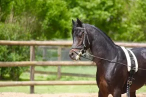 Le Haras Du Favry - Image 4