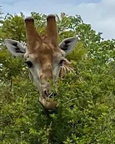 African Lily Lodge - Image 5