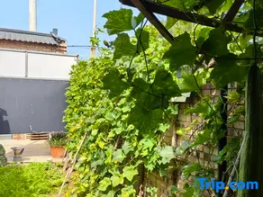Xiangfen Chaiyi Township Juheng Party Homestay - Image 3