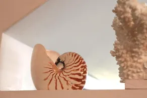 Nautilus - Image 4