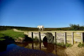 Unique house with Hot Tub in rural New Forest - Image 3