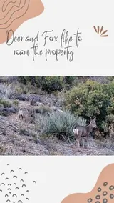 Sage Desert Dreams - Image 4