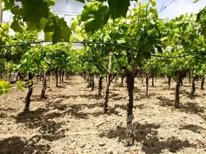 Tenuta Aquilae - Image 3