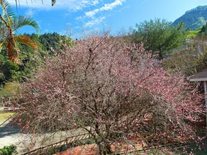 Li Jing Guan Coffee Homestay - Image 2