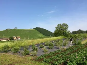 Pensione Kitamura - Image 5