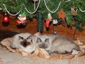 Moonstone Bed and Breakfast - Image 4