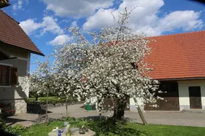 Reiterer Pension - Image 2