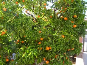 Casa MANDARINA in Els Poblets - Image 4