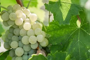 Tenuta La Borghetta - Image 2