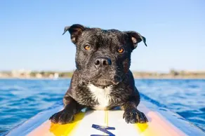 18 Northbeach Place Mudjimba Beach - Pet Friendly Linen Included Wifi - Image 3
