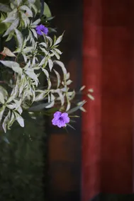 Darta Green Garden - Image 2