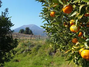 I due Grappoli - Image 3