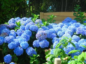 Les Hydrangeas - Image 2