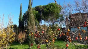La Limonaia - Image 4