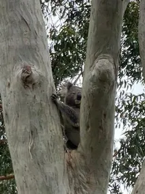 Tranquil Escape Koala Hotspot 2 Bed 2 Bath Apt Spectacular Sea Views - Image 5