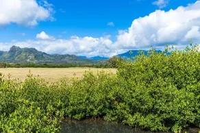 Kapa'a by the Sea - Image 2