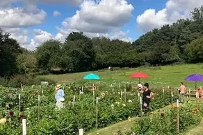 Flower Farm Glamping Retreat in Suffolk - Image 4