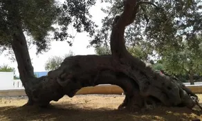Lama Cupa - Image 4