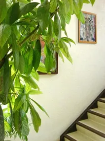 Dakini's Bed & Breakfast - Image 2