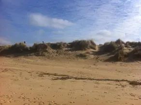 Plover 11 - Image 2