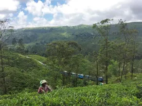 Binoya Tea Estate Bungalow - Image 2