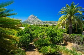 Las Palmeras - Image 4