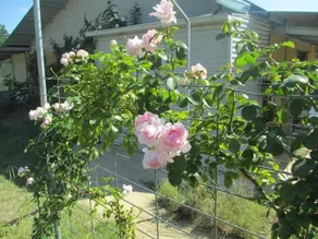 Ferndale B&B - Image 5
