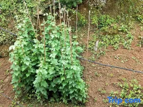 Shennongjia Wangshanfeng Homestay (Muyu Town Branch) - Image 5