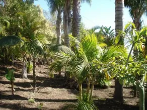 Apartments & Bungalows Finca Colón - Image 2
