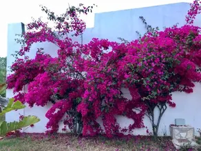 San Lorenzo Villaggio - Image 3