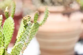 Cactopia Apartments- Hoya-Aeonium - Image 3