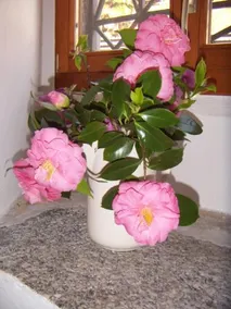 Pensione Casa Gialla - Image 2