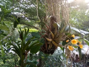 Phorkubmae Homestay - Image 3