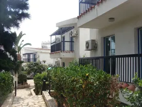 Aphelandra - Image 5